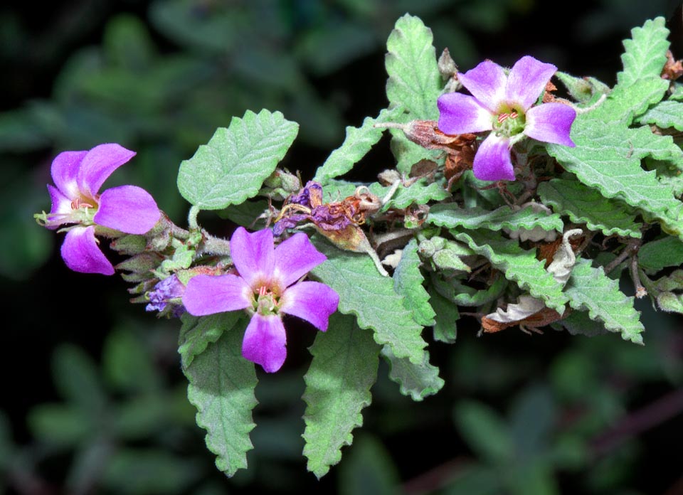 Melochia tomentosa, Malvaceae, red rope, teabush, wolly pyramid bush