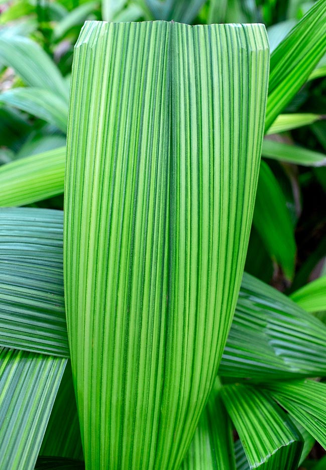 Molineria capitulata, Hypoxidaceae