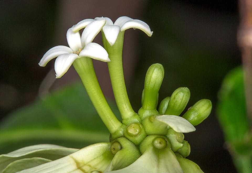 Morinda latibractea, Rubiaceae