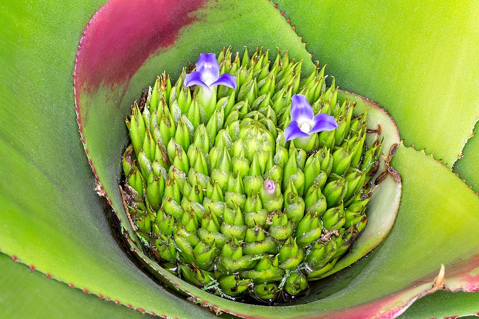 Neoregelia cruenta, Bromeliaceae, bloody bromeliad, painted fingernails