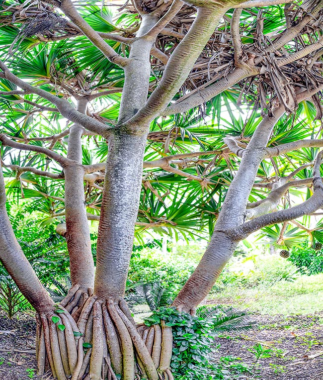 Pandanus utilis, Pandanaceae, baquois