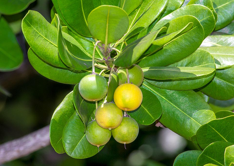 Mimusops coriacea, Sapotaceae, monkey’s apple