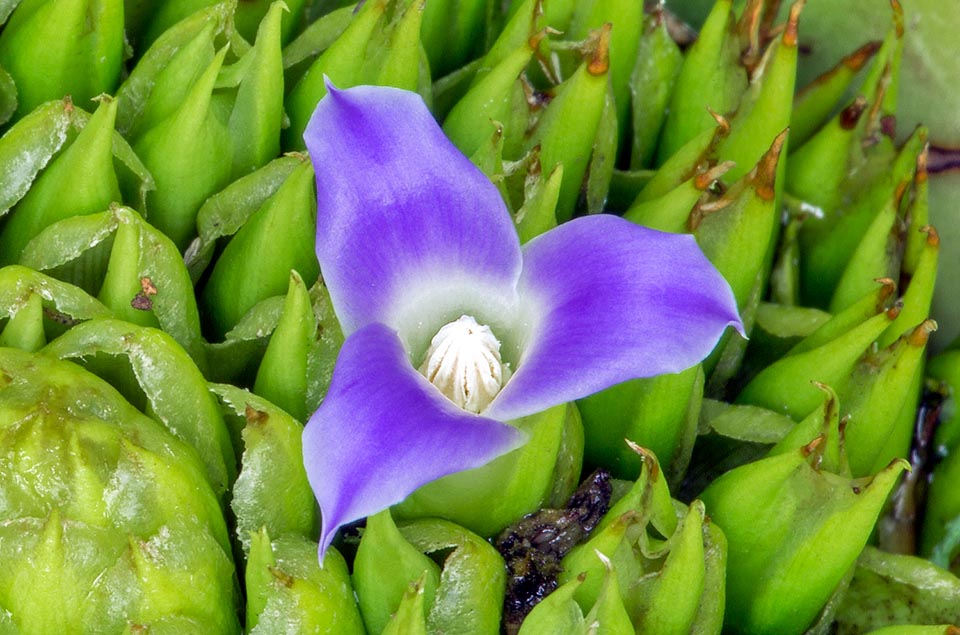 Neoregelia cruenta, Bromeliaceae, bloody bromeliad, painted fingernails