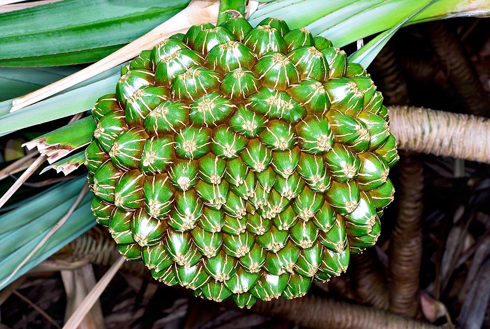 Pandanus utilis, Pandanaceae