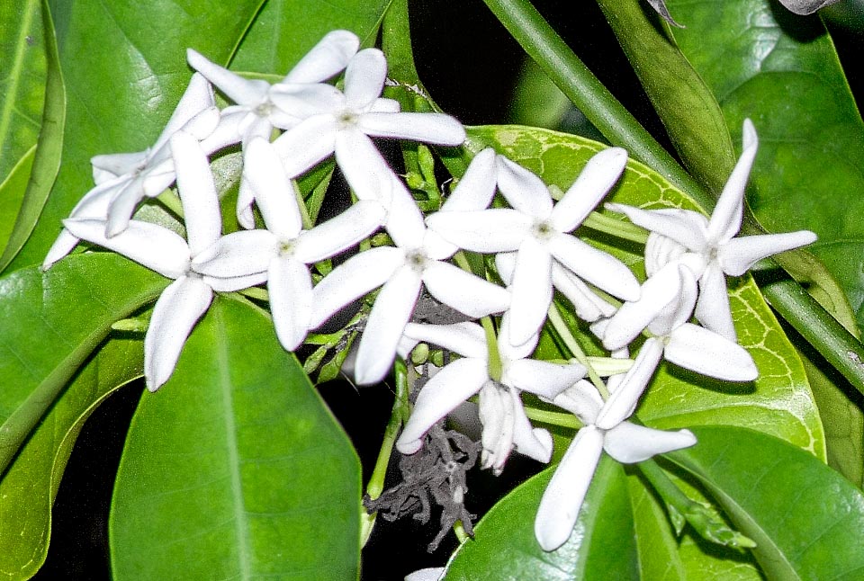 Kopsia arborea, Apocynaceae