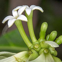 Rubiaceae Archivi - Monaco Nature Encyclopedia
