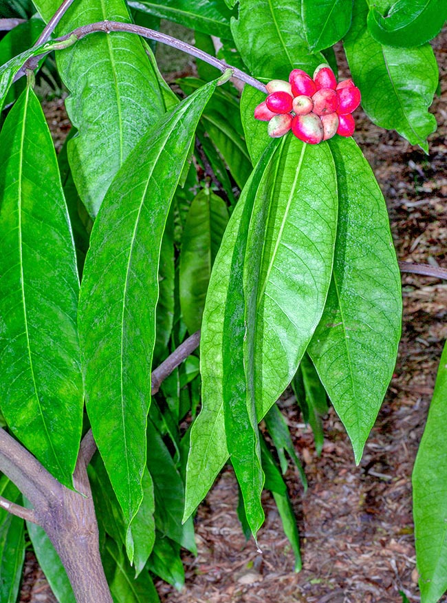 Phaleria octandra, Thymelaeaceae, cape daphne