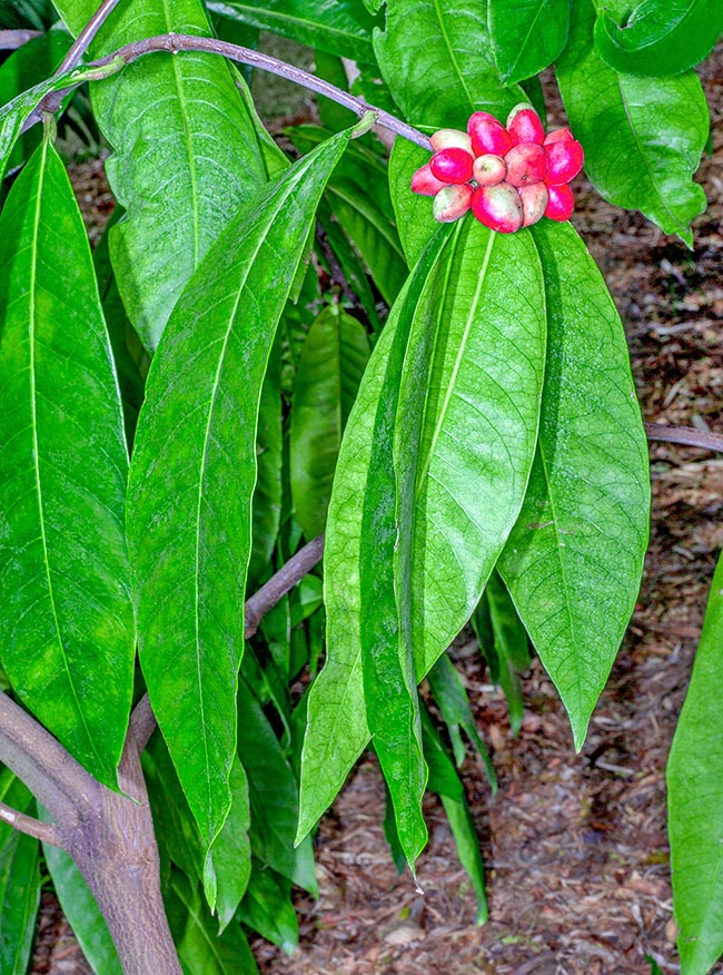 Phaleria octandra, Thymelaeaceae