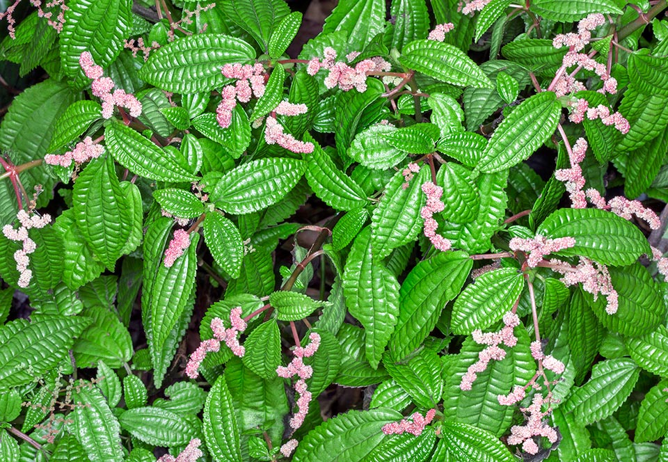 Pilea grandifolia, Urticaceae