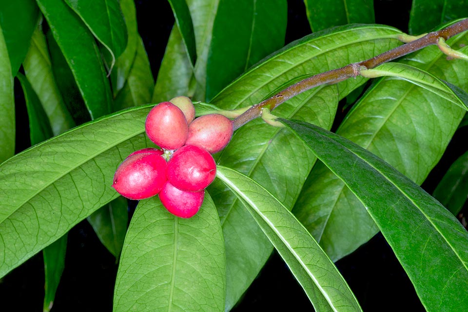 Phaleria octandra, Thymelaeaceae, dwarf phaleria