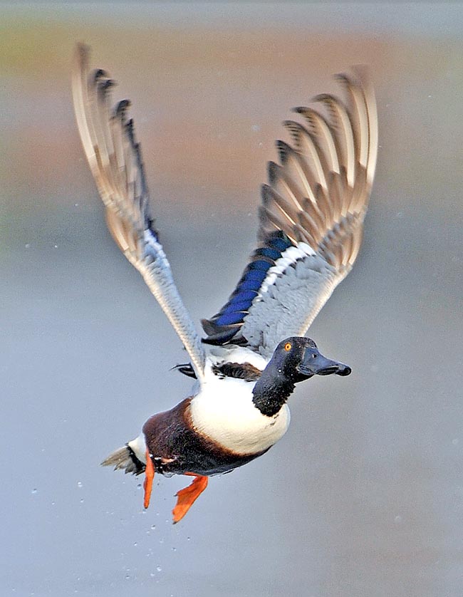 Anas clypeata, Anatidae, northern shoveler