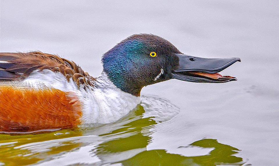 Anas clypeata, Anatidae, northern shoveler