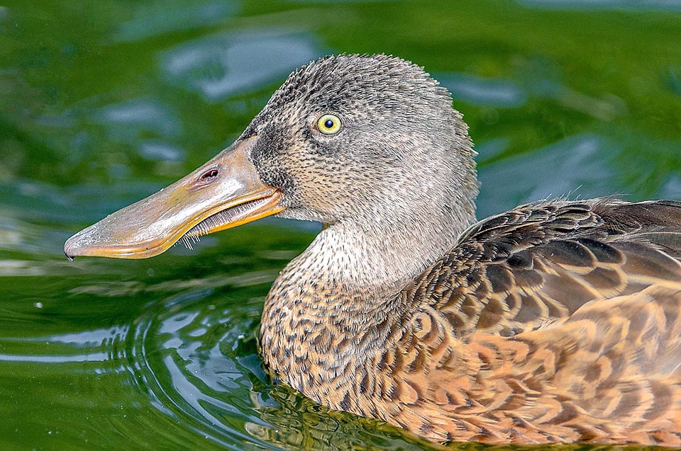 Anas clypeata, Anatidae, Mestolone