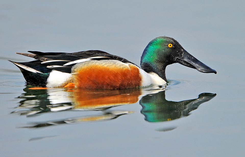 Anas clypeata, Anatidae, Mestolone, maschio