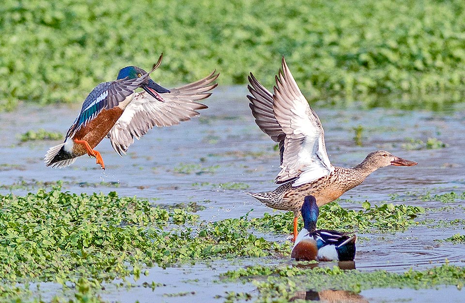 Anas clypeata, Anatidae, Mestolone