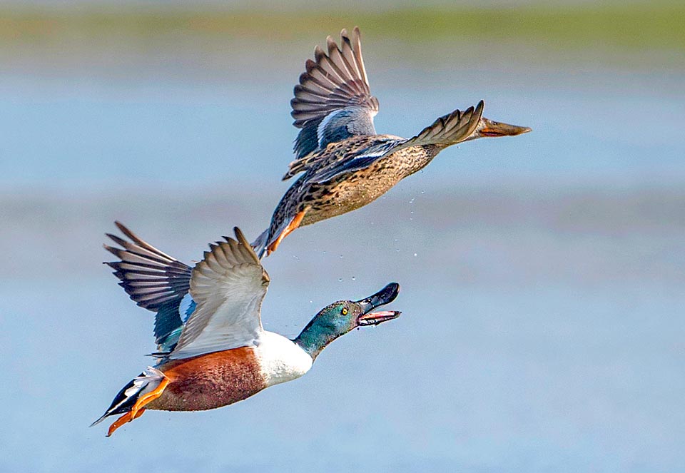 Anas clypeata, Anatidae, Mestolone