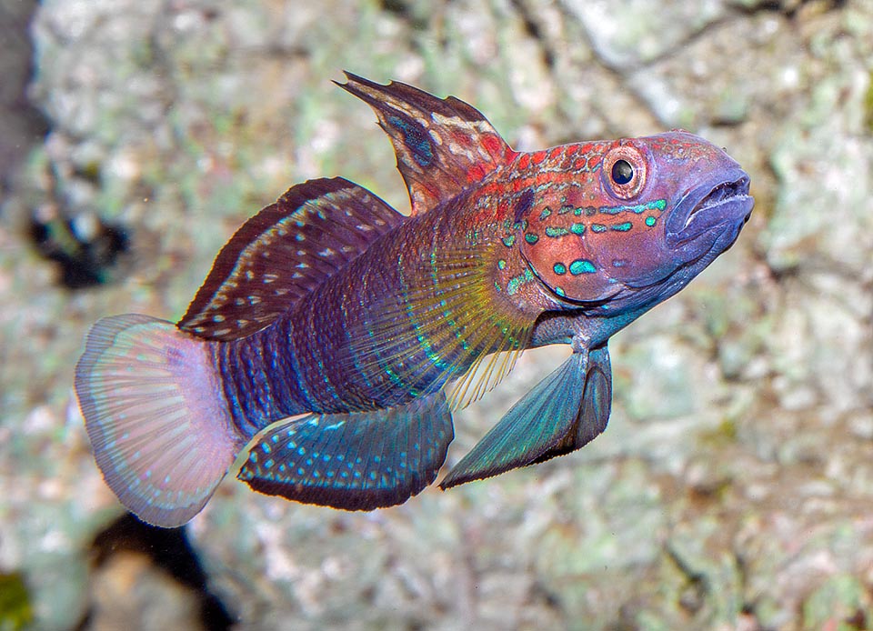 Amblygobius phalaena, Gobiidae, Ghiozzo fasciato 