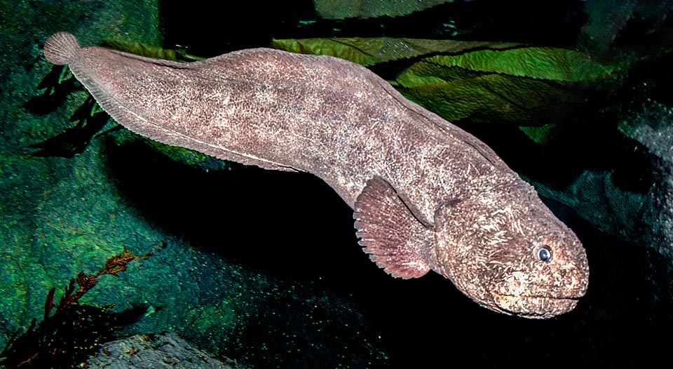 Anarhichas orientalis, Anarhichadidae, Poisson-loup de Béring