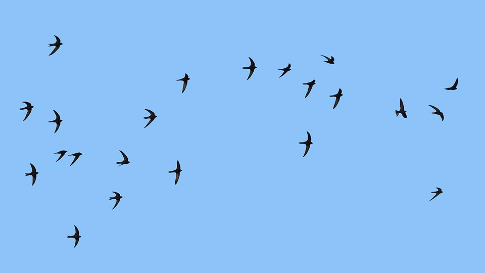 Apus apus, Common swifts, Apodidae