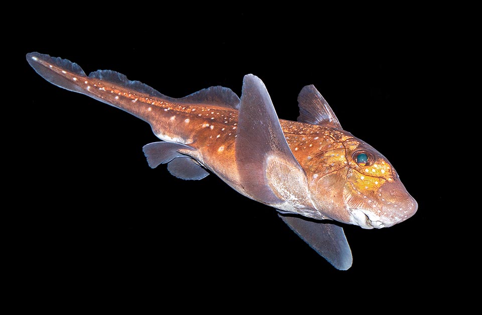 Hydrolagus colliei pertenece a los holocéfalos, peces de cabeza grande considerados una subclase de los condrictios.