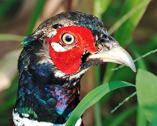 Phasianus colchicus, Phasianidae, Common pheasant