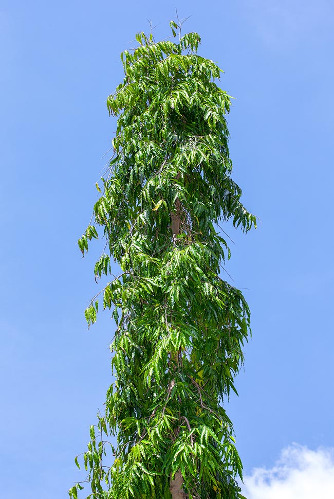 Polyalthia longifolia, Annonaceae, Indian fir, Indian willow, mast tree, telegraph pole tree, weeping Polyalthia