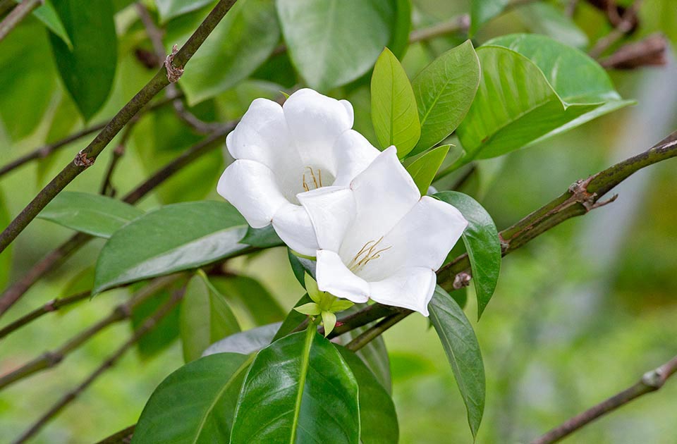 Originaria de Jamaica, Portlandia grandiflora es un arbusto o un pequeño árbol siempre verde, de crecimiento particularmente lento, de 2 a 6 m de altura.