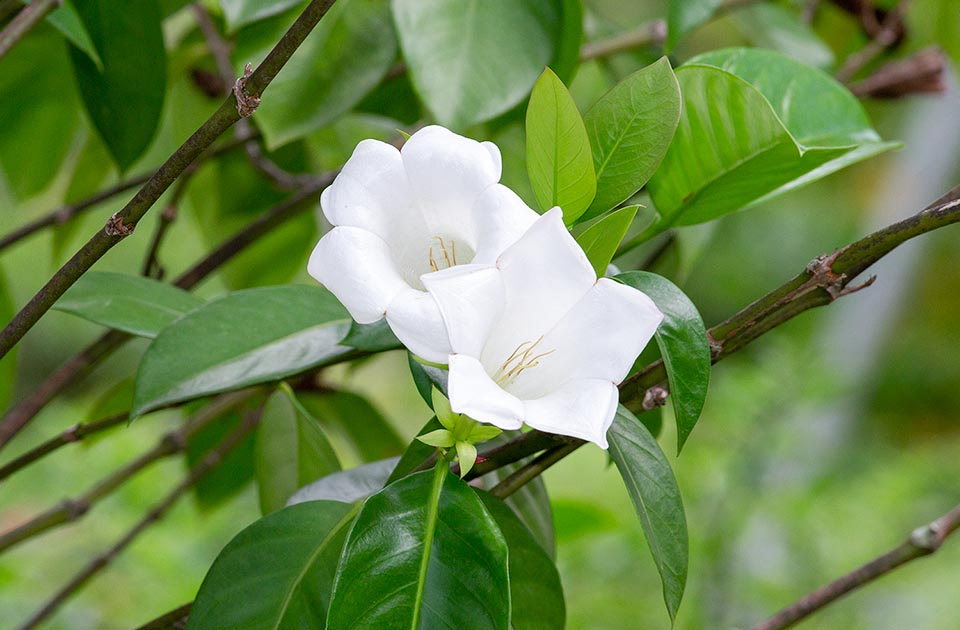 Portlandia grandiflora, Rubiaceae Portlandia grandiflora, Rubiaceae