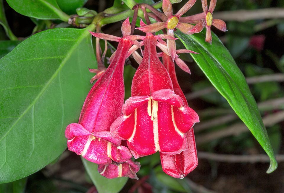 Portlandia proctorii, Rubiaceae, crimson portlandia, pink bell flower, Proctor’s bellflower, red portlandia