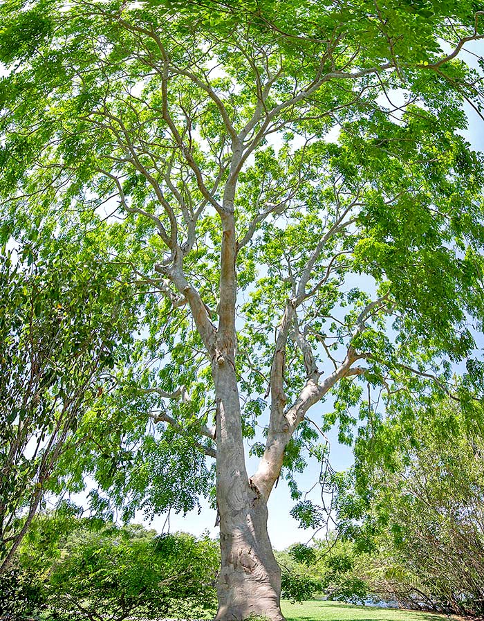 Pseudosamanea cubana, Fabaceae