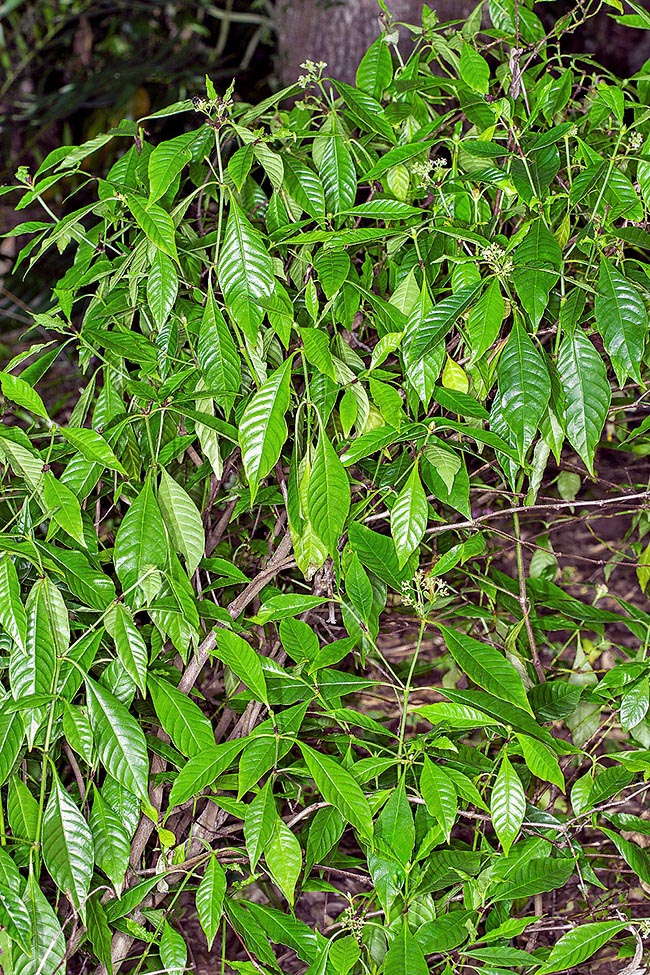 Psychotria tenuifolia, Rubiaceae