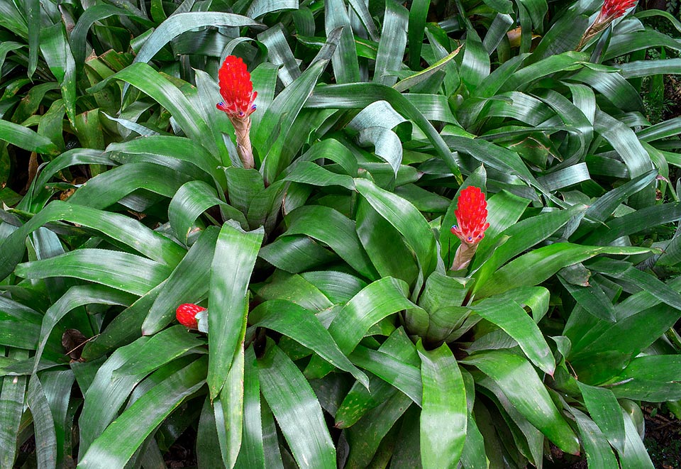 Quesnelia quesneliana, Bromeliaceae