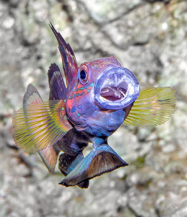 Amblygobius phalaena, Gobiidae, Gobie à bandes 