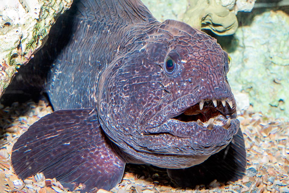 Anarhichas orientalis, Anarhichadidae, Bering wolffish