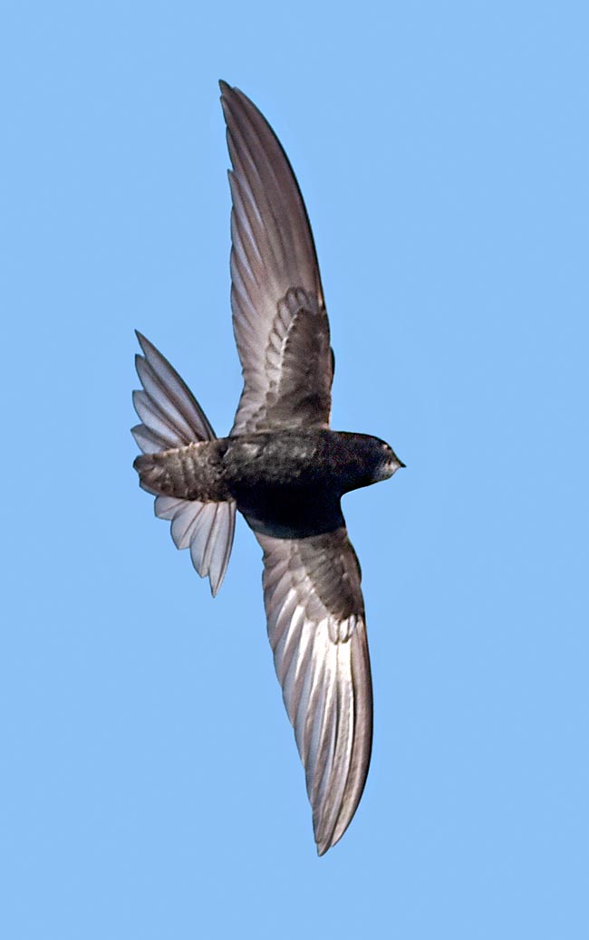 Apus apus, Common swifts, Apodidae