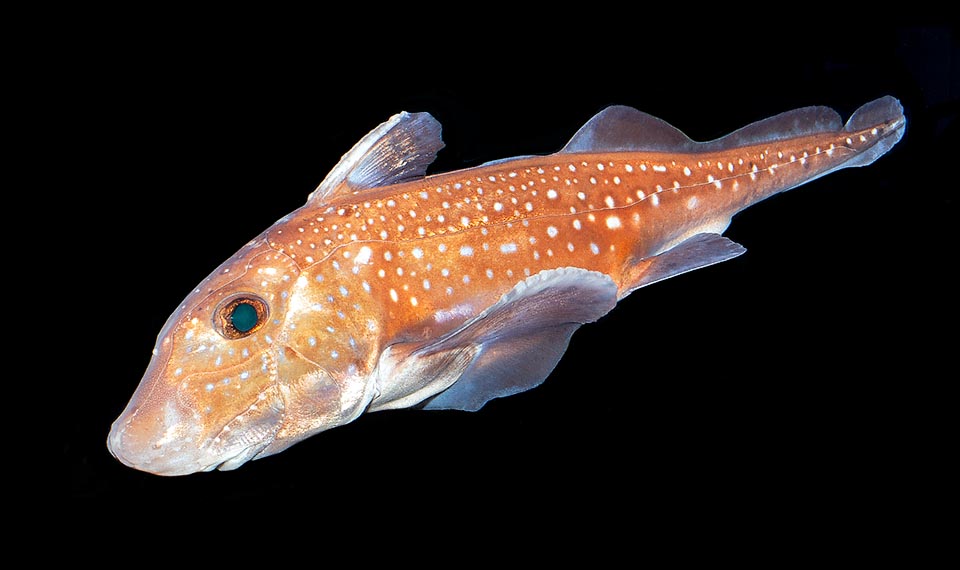 Hydrolagus colliei, Chimaeridae, Spotted ratfish, Chimaera