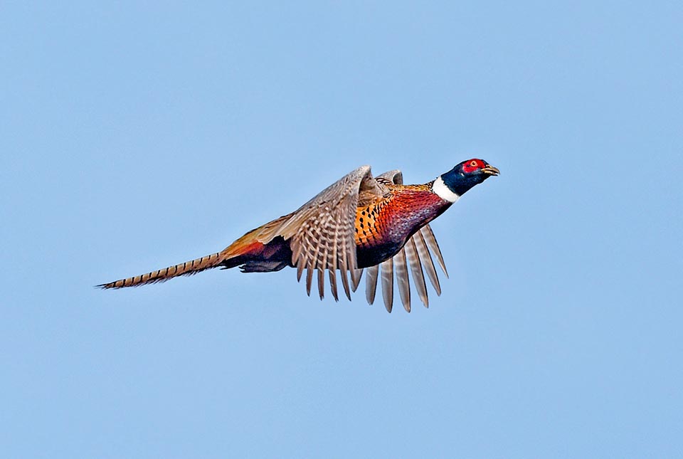 Phasianus colchicus, Phasianidae, Common pheasant