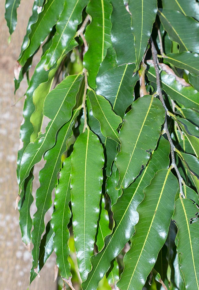 Polyalthia longifolia, Annonaceae