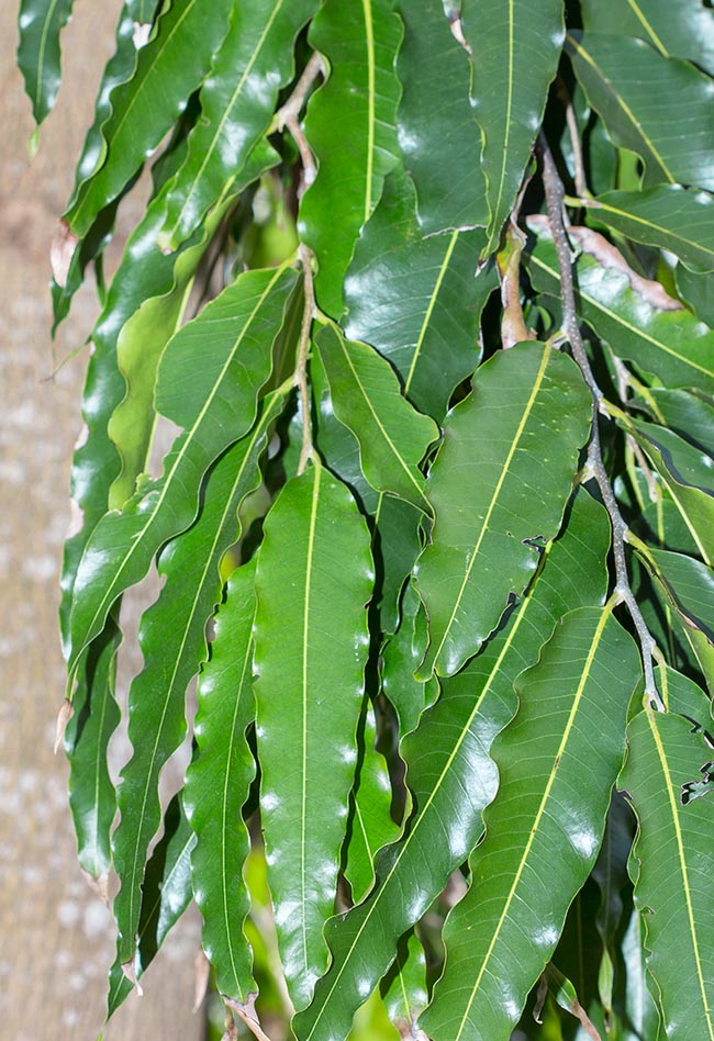 Polyalthia longifolia, Annonaceae, cemetery tree, false ashoka, Indian fir, Indian willow, mast tree, telegraph pole tree, weeping Polyalthia