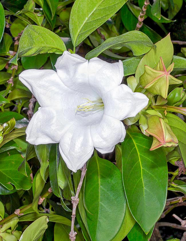 Unusual 5 lobes ovate calyxes with sharp apex and candid flowers, 10-16 cm long and 5-6 cm broad. They attract the pollinators, especially the night, with an intense vanilla to chocolate scent 