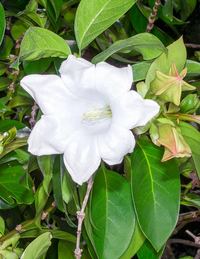 Portlandia grandiflora, Rubiaceae Portlandia grandiflora, Rubiaceae