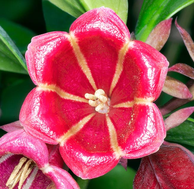 Portlandia proctorii, Rubiaceae, crimson portlandia, pink bell flower, Proctor’s bellflower, red portlandia