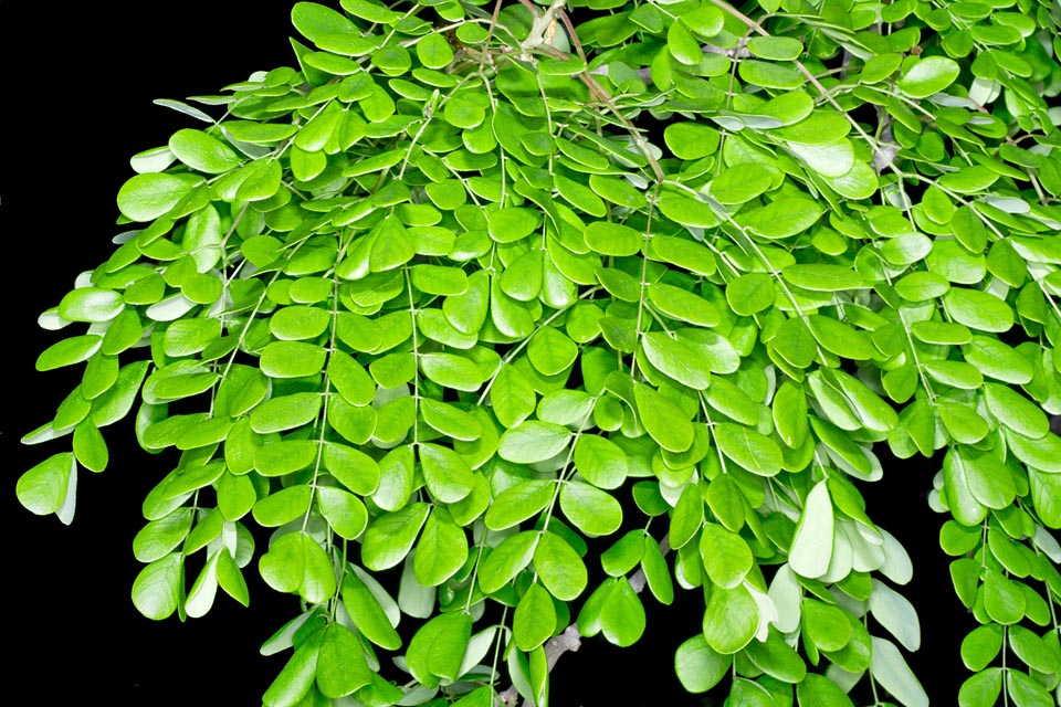 Pseudosamanea cubana, Fabaceae