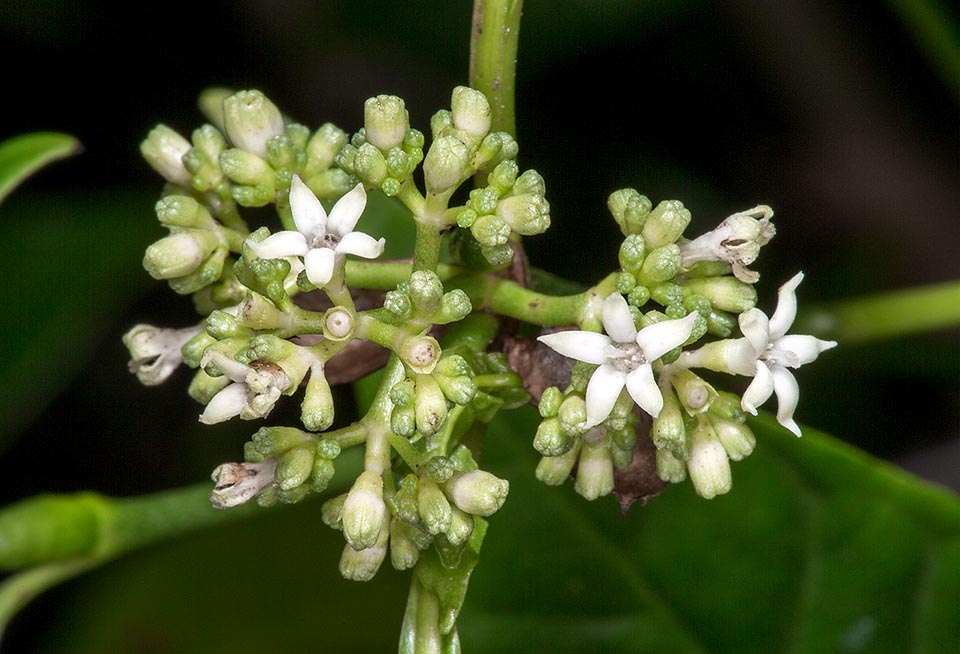 Psychotria tenuifolia, Rubiaceae
