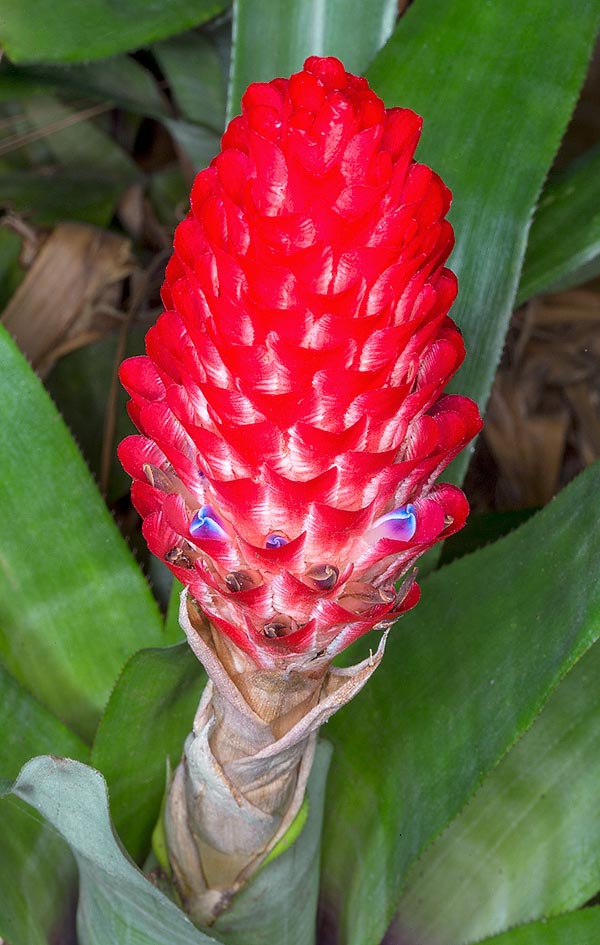 Quesnelia quesneliana, Bromeliaceae