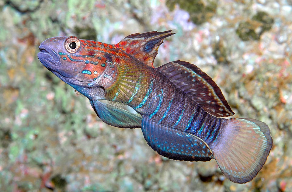 Amblygobius phalaena, Gobiidae, Gobio de listas marrones