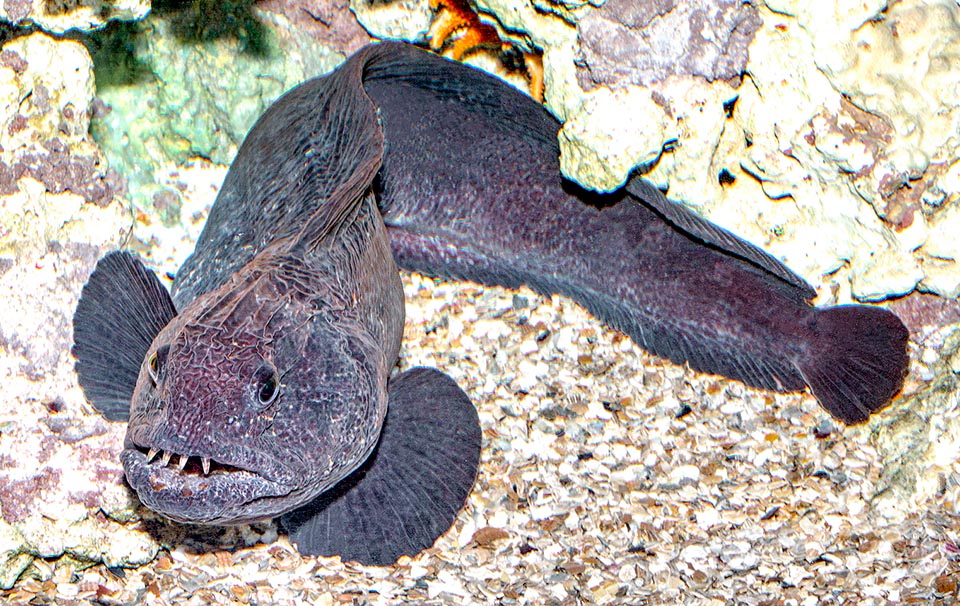 Anarhichas orientalis, Anarhichadidae, Bering wolffish