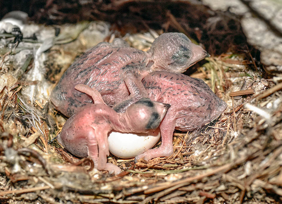 Apus apus, Common swifts, Apodidae