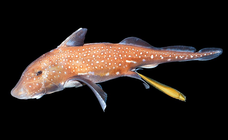 Here a Spotted ratfish (Hydrolagus colliei) belonging to the family of the Chimaeridae. In the Holocephali the females are bigger than the males and lay, every time, only two eggs contained in a rigid capsule thickly holed to allow the exchange of oxygenated water necessary to the embryo development.