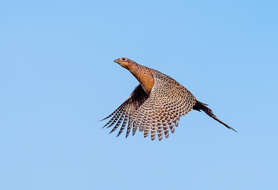 Phasianus colchicus, Phasianidae, Common pheasant